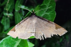 Mecodina subcostalis