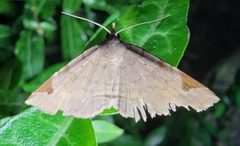 Mecodina subcostalis