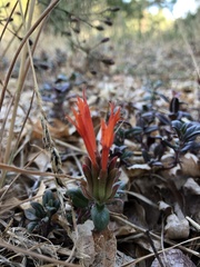 Monardella macrantha