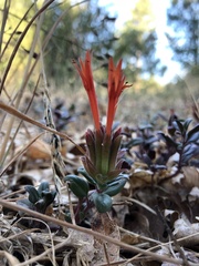 Monardella macrantha