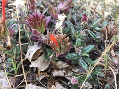 Monardella macrantha