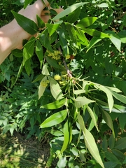 Fraxinus pennsylvanica subintegerrima