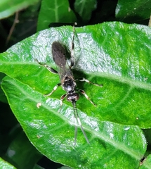 Eupalamus