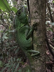 Gonocephalus abbotti