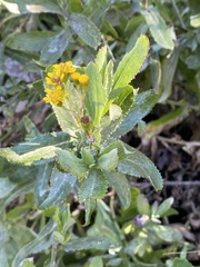 Senecio halimifolius