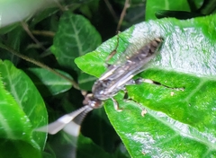 Eupalamus