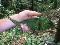 Gonocephalus abbotti