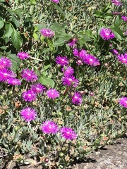 Delosperma cooperi