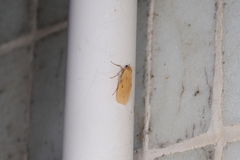 Paralithosia shaowuica