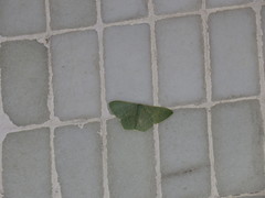 Pelagodes antiquadraria