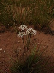 Nerine rehmannii