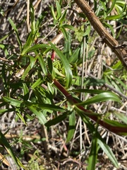 Cliffortia strobilifera