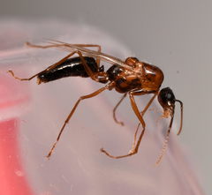 Formicidae