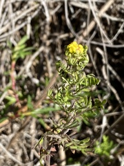 Hippia frutescens