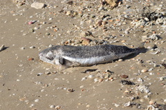 Lagocephalus sceleratus