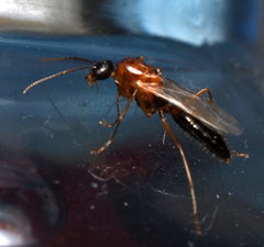 Formicidae