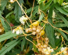 Smicronyx sculpticollis