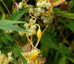 Smicronyx sculpticollis