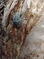 Brochymena quadripustulata