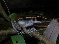 Pulchrana fantastica