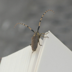 Agapanthia annularis