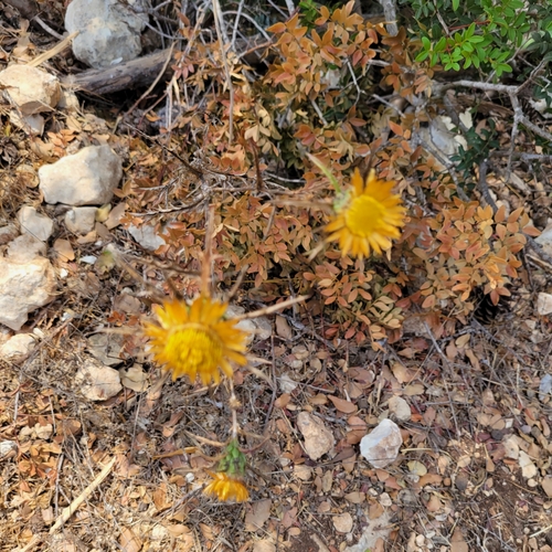 Image of Carlina curetum by no rights reserved