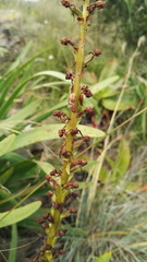 Satyrium parviflorum