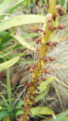 Satyrium parviflorum
