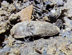 Agrypnus bipapulatus