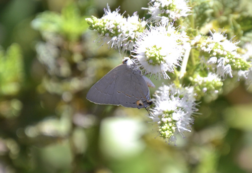 photo of Gray Hairstreak (Strymon melinus)