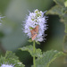photo of California Pyrausta Moth (Pyrausta californicalis)