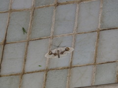 Problepsis conjunctiva