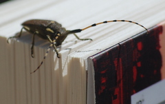 Agapanthia annularis