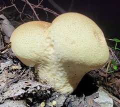 Calvatia boninensis