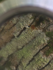 Pertusaria coccodes