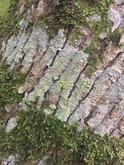 Pertusaria coccodes