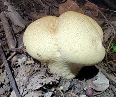 Calvatia boninensis