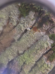 Pertusaria coccodes