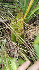 Satyrium parviflorum