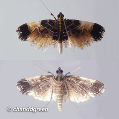 Thysanoidma stellata