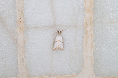 Pseudargyria interruptella