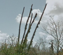 Didierea madagascariensis