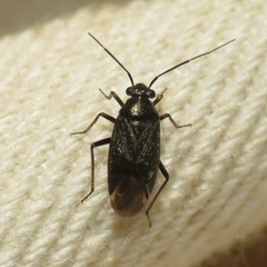Irbisia