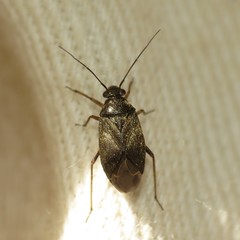 Irbisia