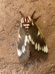 Citheronia splendens