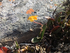 Polystachya pubescens