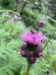 Cirsium alsophilum