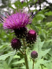 Cirsium alsophilum