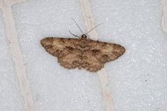 Psilalcis galsworthyi