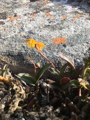 Polystachya pubescens